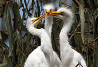 Photo of birds. Link to Gifts That Protect Your Assets