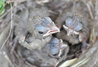 Photo of baby cardinals. Link to Life Stage Gift Planner Under Age 60 Situations.