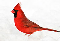 Photo of cardinal adult. Photo by Phil Haber. Link to Life Stage Gift Planner Over Age 70 Situations.