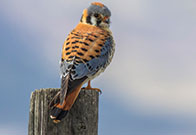 Photo of bird on post. Link to Gifts of Life Insurance