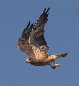 Photo of Swainson’s Hawk by Corry Clinton