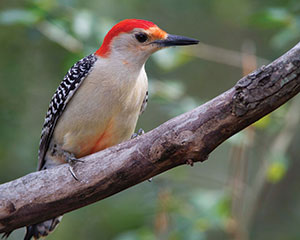 Photo of Red-bellied Woodpecker by Richard Lee. Norma Edsall's favorite bird.