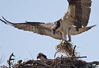 Photo of a bird of prey with chicks. Link to Gifts by Estate Note