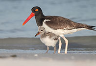 Photo of birds. Link to Gifts of Cash, Checks, and Credit Cards