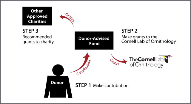 Diagram of Donor-Advised Fund