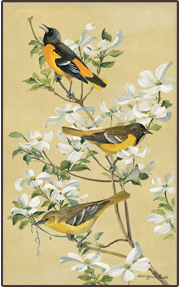 Image of a Baltimore Oriole print